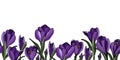 Crocus border3 violet flower seamless Royalty Free Stock Photo